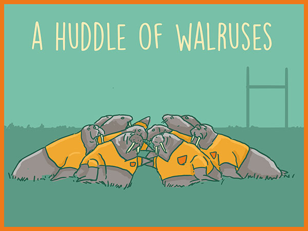 a huddle of walruses illustration